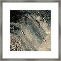 Sockeye Salmon Swimming Upstream Framed Print