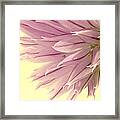 Soft And To The Point Framed Print