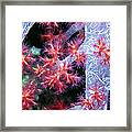 Soft Corals 18 Framed Print