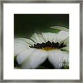 Soft Edge Framed Print