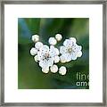 Soft Hawthorn Framed Print