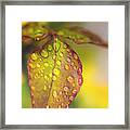 Soft Morning Rain Framed Print