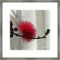 Soft Pink Framed Print