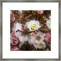 Soft Spring Quince Blossoms Framed Print