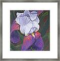 Soft Violet Framed Print