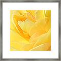 Soft Yellow Rose Framed Print