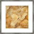 Softness Framed Print