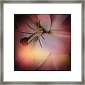 Softness Framed Print