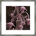 Softness Framed Print