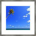 Solitary Palm Tree Framed Print