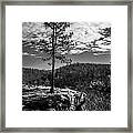 Solitary Pine Monochrome Framed Print