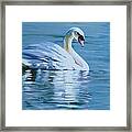 Solitary Swan Framed Print