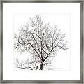 Solitary Tree Framed Print