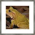 Solomon Island Leaf Frog Framed Print