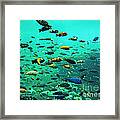 Something Fishy Framed Print