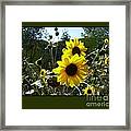 Song Of The Sunflower Framed Print