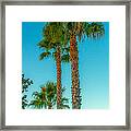 Sonoma Palm Trees Framed Print