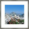 Sorrel (rumex Nebroides) Framed Print