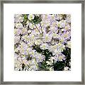 South African Flowers Framed Print