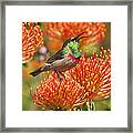 Southern Double-collared Sunbird Framed Print