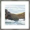 Southern Elephant Seal Reclining Framed Print