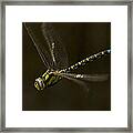 Southern Hawker Dragonfly In Flight Framed Print