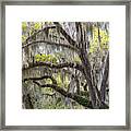 Southern Live Oak With Spanish Moss Framed Print