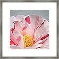 Southern Peppermint Beauty Framed Print