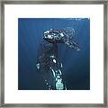 Southern Right Whale And Calf Valdes Framed Print