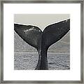 Southern Right Whale Tail Slap Argentina Framed Print
