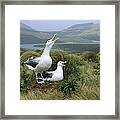 Southern Royal Albatrosses At Nest Framed Print