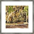 Southern Tree Framed Print