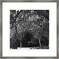 Spanish Moss Of St.augustine Framed Print