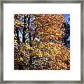 Spanish Oak In The Fall Framed Print