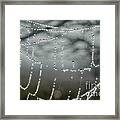 Sparkling Dew In Morning Framed Print