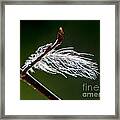 Sparkly Feather Framed Print
