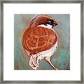 Sparrow Framed Print