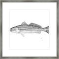 Speckled Trout - Scientific Framed Print