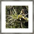 Spectacled Bear Feeding On Bromeliads Framed Print