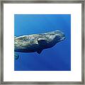 Sperm Whale Pyseter Macrocephalus Framed Print