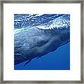 Sperm Whale With Remoras Dominica Framed Print