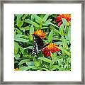 Spicebush Swallowtail Framed Print