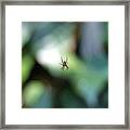 Spider Bokeh Framed Print