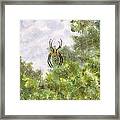 Spider In Web #2 Framed Print