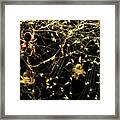 Spider On A Web Covered In Flies Framed Print