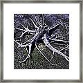 Spider Roots At Manasquan Reservoir Framed Print