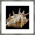 Spikes Back Side Framed Print