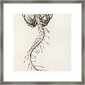 Spinal Arteries And Brain Framed Print