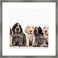 Spinone Puppy Dogs Framed Print