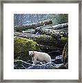 Spirit Bear On The Rocks Framed Print